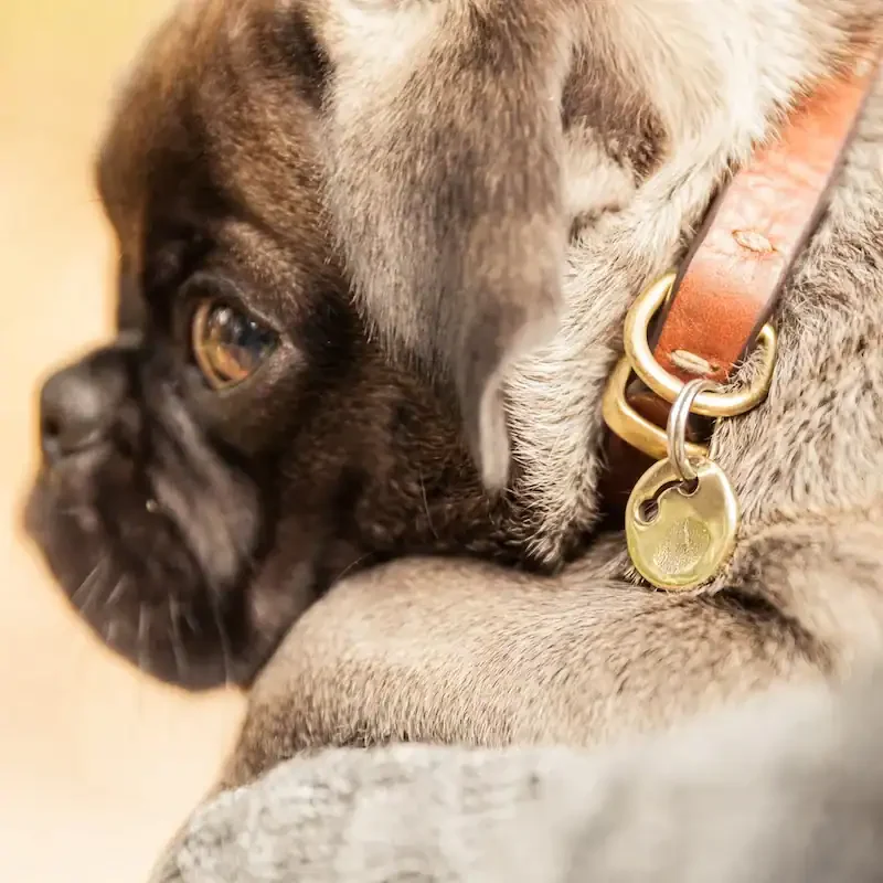 Werkstattszene: Pfotenabdruck wird in Form gebracht